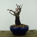 盆栽 梅 野梅 樹高 約13cm うめ Prunus mume ウメ 花梅 白 一重 ヤバイ ノウメ シャリ バラ科 落葉樹 観賞用 小品 現品 送料無料