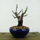盆栽 梅 野梅 樹高 約11cm うめ Prunus mume ウメ 花梅 白 一重 ヤバイ ノウメ シャリ バラ科 落葉樹 観賞用 小品 現品 送料無料