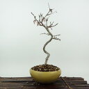 盆栽 桜 信濃桜 樹高 約26cm さくら サクラ バラ科 落葉樹 観賞用 現品 送料無料