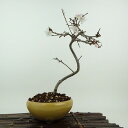 盆栽 桜 信濃桜 樹高 約23cm さくら サクラ バラ科 落葉樹 観賞用 現品 送料無料