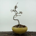 盆栽 桜 信濃桜 樹高 約23cm さくら サクラ バラ科 落葉樹 観賞用 現品 送料無料