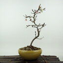 盆栽 桜 信濃桜 樹高 約24cm さくら サクラ バラ科 落葉樹 観賞用 現品 送料無料