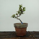 盆栽 ピラカンサ 樹高 約14cm Pyracantha バラ科 常緑樹 観賞用 小品 現品