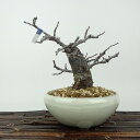盆栽 梅 長寿梅 樹高 約14cm ちょうじゅばい Chaenomeles japonica 'Chojubai' チョウジュバイ 2号 2号性 バラ科 ボケ属...