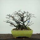 盆栽 梅 長寿梅 樹高 約16cm ちょうじゅばい Chaenomeles japonica 'Chojubai' チョウジュバイ バラ科 ボケ属 落葉樹 観賞...