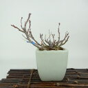 盆栽 猫柳 樹高 約12cm ねこやなぎ Salix gracilistyla ネコヤナギ ヤナギ科 ヤナギ属 落葉樹 観賞用 小品 現品