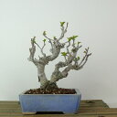 盆栽 海棠 樹高 約16cm かいどう Malus micromalus カイドウ バラ科 落葉樹 観賞用 小品 現品 送料無料