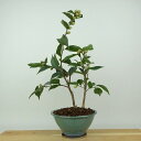 盆栽 椿 ワーリンガーベル 樹高 約27cm つばき Camellia japonica ツバキ 極淡桃 ピンク 一重 極小輪 ツバキ科 常緑樹 観賞用 現品 ...