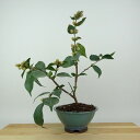 盆栽 椿 ワーリンガーベル 樹高 約27cm つばき Camellia japonica ツバキ 極淡桃 ピンク 一重 極小輪 ツバキ科 常緑樹 観賞用 現品 ...