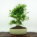 盆栽 水蝋樹 樹高 約24cm いぼたのき Ligustrum obtusifolium イボタノキ モクセイ科 イボタノキ属 落葉樹 観賞用 現品 送料無料