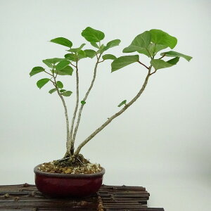 盆栽 浜朴 黄槿 樹高 約23cm はまぼう Hibiscus hamabo ハマボウ 紅葉 アオイ科 落葉樹 観賞用 現品