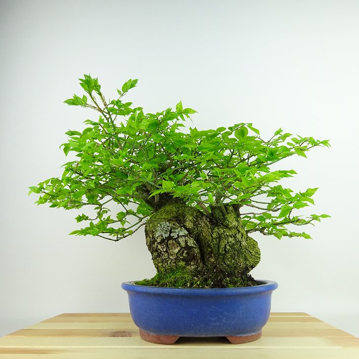 盆栽 こまゆみ 樹高 約32cm Euonymu...の商品画像