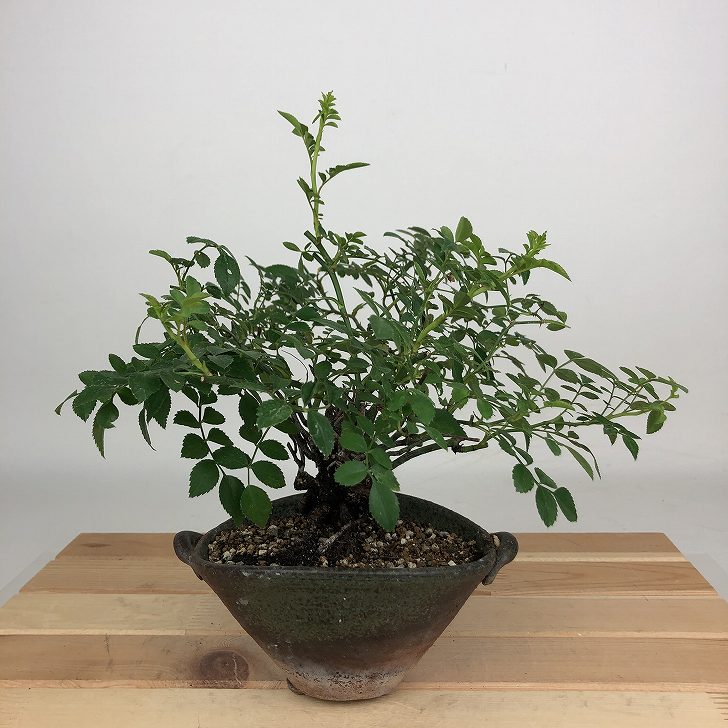 盆栽 薔薇 雅薔薇 樹高 約19cm ばら Rosa 雅 バラ バラ科 落葉樹 観賞用 小品 現品 送料無料