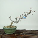 盆栽 酸実 樹高 約11cm ずみ Malus toringo ズミ バラ科 落葉樹 観賞用 小品 現品 送料無料