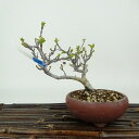盆栽 酸実 樹高 約11cm ずみ Malus toringo ズミ バラ科 落葉樹 観賞用 小品 現品 送料無料