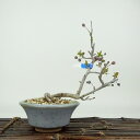 盆栽 酸実 樹高 約12cm ずみ Malus toringo ズミ バラ科 落葉樹 観賞用 小品 現品 送料無料