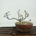 盆栽 酸実 樹高 約8cm ずみ Malus toringo ズミ バラ科 落葉樹 観賞用 小品 現品 送料無料