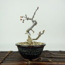盆栽 酸実 樹高 約10cm ずみ Malus toringo ズミ バラ科 落葉樹 観賞用 小品 現品 送料無料