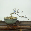 盆栽 酸実 樹高 約7cm ずみ Malus toringo ズミ バラ科 落葉樹 観賞用 小品 現品 送料無料