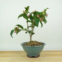 盆栽 椿 港の曙 樹高 約19cm つばき Camellia japonica ツバキ 淡桃 ピンク 一重 ツバキ科 常緑樹 観賞用 小品 現品 送料無料