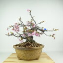盆栽 桜 寒桜 樹高 約34cm さくら サクラ バラ科 落葉樹 観賞用 現品