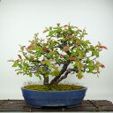 盆栽 花梨 樹高 約31cm かりん Pseudocydonia sinensis カリン バラ科 落葉樹 観賞用 現品