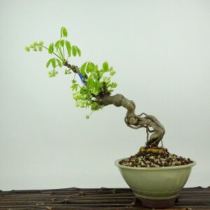 盆栽 木通 樹高 約21cm あけび Akebia quinata アケビ 白 つる性 アケビ科 落葉樹 観賞用 現品 送料無料