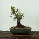 盆栽 楡欅 樹高 約14cm にれけやき Ulmus parvifolia ニレケヤキ 紅葉 ニレ科 落葉樹 観賞用 小品 現品 送料無料