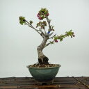 盆栽 桜 南殿桜 樹高 約21cm さくら サクラ バラ科 落葉樹 観賞用 現品 送料無料
