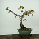 盆栽 桜 南殿桜 樹高 約21cm さくら サクラ バラ科 落葉樹 観賞用 現品 送料無料