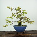 盆栽 土佐水木 樹高 約16cm とさみずき Corylopsis spicata トサミズキ マンサク科 落葉樹 観賞用 小品 現品