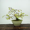 盆栽 土佐水木 樹高 約16cm とさみずき Corylopsis spicata トサミズキ マンサク科 落葉樹 観賞用 小品 現品