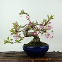 盆栽 桜 十月桜 樹高 約20cm さくら サクラ バラ科 落葉樹 観賞用 小品 現品