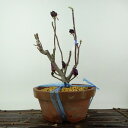 盆栽 木蓮 樹高 約26cm もくれん Magnolia liliiflora モクレン モクレン科 モクレン属 落葉樹 観賞用 現品 送料無料