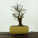 盆栽 匂い楓 樹高 約16cm においかえで Premna japonica ニオイカエデ クマツヅラ科 落葉樹 観賞用 小品 現品 送料無料