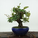 盆栽 寒茱萸 樹高 約17cm かんぐみ Elaeagnus カングミ グミ科 常緑樹 観賞用 小品 現品