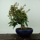 盆栽 寒茱萸 樹高 約20cm かんぐみ Elaeagnus カングミ グミ科 常緑樹 観賞用 小品 現品