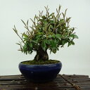 盆栽 寒茱萸 樹高 約17cm かんぐみ Elaeagnus カングミ グミ科 常緑樹 観賞用 小品 現品