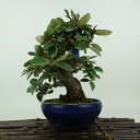 盆栽 寒茱萸 樹高 約16cm かんぐみ Elaeagnus カングミ グミ科 常緑樹 観賞用 小品 現品