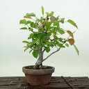 盆栽 梨 小梨 樹高 約14cm なし Pyrus pyrifolia ナシ コナシ 小梨 豆梨 バラ科 ナシ属 落葉樹 落葉樹 観賞用 小品 現品 送料無料
