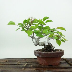 盆栽 梨 小梨 樹高 約13cm なし Pyrus pyrifolia ナシ コナシ 小梨 豆梨 バラ科 ナシ属 落葉樹 落葉樹 観賞用 小品 現品 送料無料