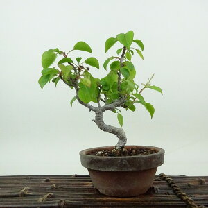 盆栽 梨 小梨 樹高 約13cm なし Pyrus pyrifolia ナシ コナシ 小梨 豆梨 バラ科 ナシ属 落葉樹 落葉樹 観賞用 小品 現品 送料無料
