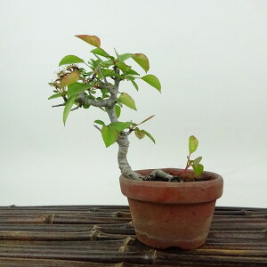 盆栽 梨 小梨 樹高 約12cm なし Pyrus pyrifolia ナシ コナシ 小梨 豆梨 バラ科 ナシ属 落葉樹 落葉樹 観賞用 小品 現品 送料無料