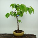 盆栽 桜 山桜 樹高 約33cm さくら サクラ バラ科 落葉樹 観賞用 現品