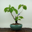 盆栽 桜 山桜 樹高 約27cm さくら サクラ バラ科 落葉樹 観賞用 現品
