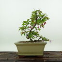 盆栽 桜 十月桜 樹高 約14cm さくら サクラ バラ科 落葉樹 観賞用 小品 現品 送料無料