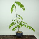 盆栽 藤 樹高 約37cm ふじ Wisteria floribunda フジ つる性 マメ科 フジ属 落葉樹 観賞用 現品 送料無料