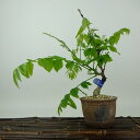 盆栽 藤 樹高 約20cm ふじ Wisteria floribunda フジ つる性 マメ科 フジ属 落葉樹 観賞用 小品 現品 送料無料 送料無料