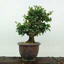盆栽 針蔓柾 樹高 約17cm はりつるまさき Maytenus diversifolia ハリツルマサキ 半つる性 ニシキギ科 ハリツルマサキ属 常緑樹 観賞...