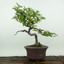 盆栽 夏茱萸 樹高 約23cm なつぐみ Elaeagnus multiflora ナツグミ グミ科 半落葉 落葉樹 観賞用 現品 送料無料